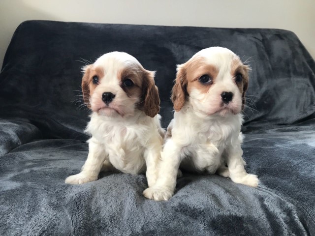 Healthy Cavalier King Charles Puppies!! Fully Health Tested Lines.