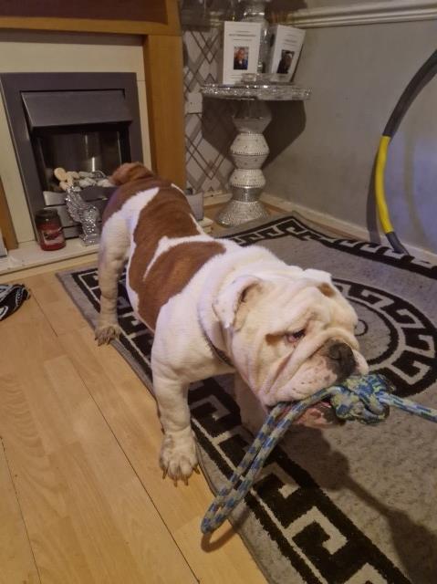 English Bulldog puppy for sale + 37275