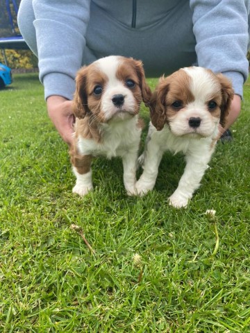 Cavalier King Charles Spaniel puppy for sale + 37020