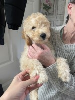 Last of litter 2 beautiful little girls left of litter of 6p Poodle Miniature for sale/adoption