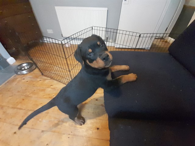 Rottweiler puppy for sale + 37226