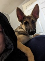 German shepard puppy READ INFO German Shepherd Dog for sale/adoption