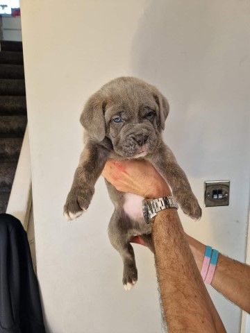 Cane Corso puppy for sale + 37319