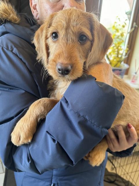 Minature Labradoodle puppy