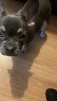 Beautiful female French bulldog for sale French Bulldog for sale/adoption