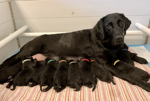 Labrador Retriever puppy for sale + 37348