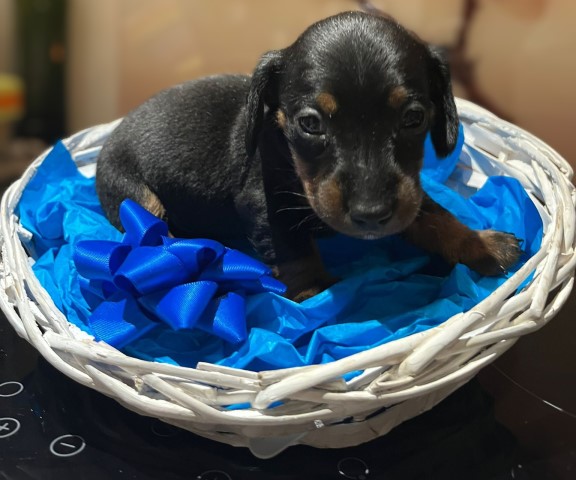 Miniature dachshund puppies