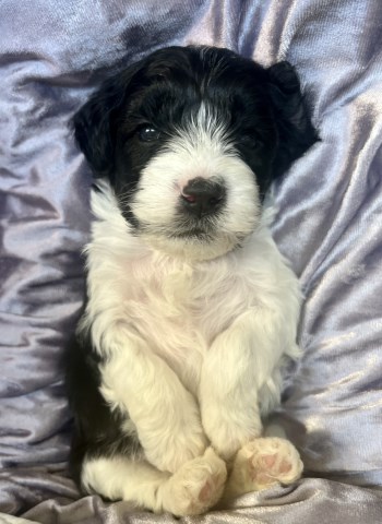 Shih poo puppies