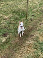 Collie bull deerhound saluki cross Collie for sale/adoption