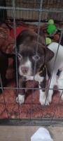 Mixed Breed Puppies Staffordshire Bull Terrier for sale/adoption