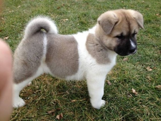 Cute Akita Puppy For Free
