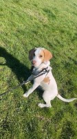 beagle x foxhound Beagle for sale/adoption