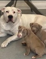 Beautiful 7 month old puppy Champagne blue American Bully with quarter staffordshire bull terrier American Bulldog for sale/adoption