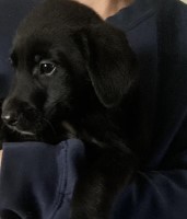 Labrador cross collie puppies Labrador Retriever for sale/adoption