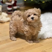 F1 Maltipoo Puppies Available Maltipoo for sale/adoption