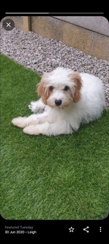 Cavapoo puppies