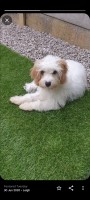Cavapoo puppies Cockapoo for sale/adoption
