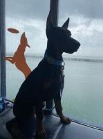 Doberman female black and tan Doberman Pinscher for sale/adoption