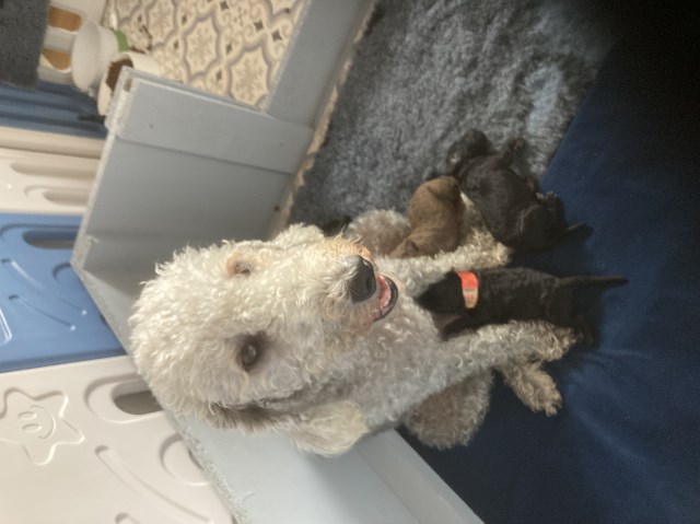 Bedlington Terrier puppy for sale + 37443