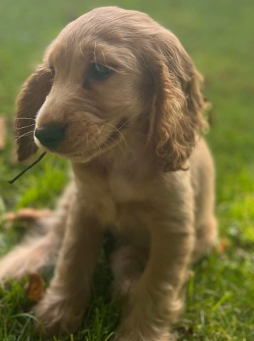 English Cocker Spaniel puppy for sale + 37452