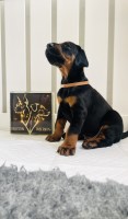 Top European Dobermans with training Doberman Pinscher for sale/adoption