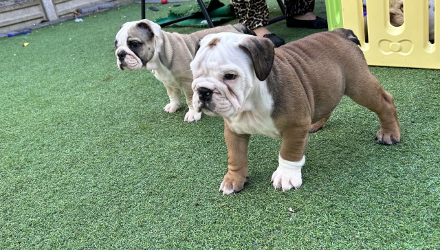 English Bulldog puppy for sale + 37379