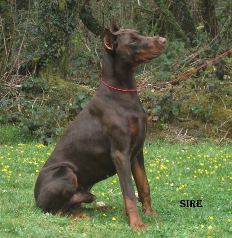 Doberman Pinscher puppy for sale + 36832