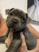 Blue Staffordshire Bull Terrier puppies Staffordshire Bull Terrier for sale/adoption