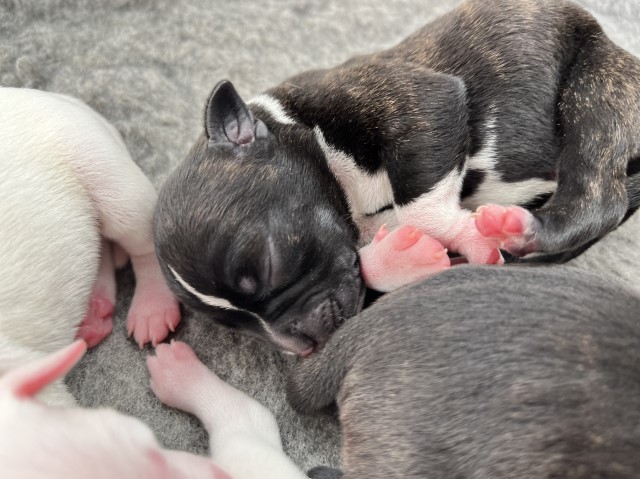 Kc reg Staffies for sale - pick of the litter