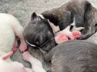 Kc reg Staffies for sale - pick of the litter Staffordshire Bull Terrier for sale/adoption