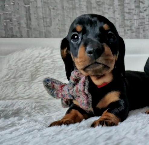 Dachshund puppy for sale + 37338