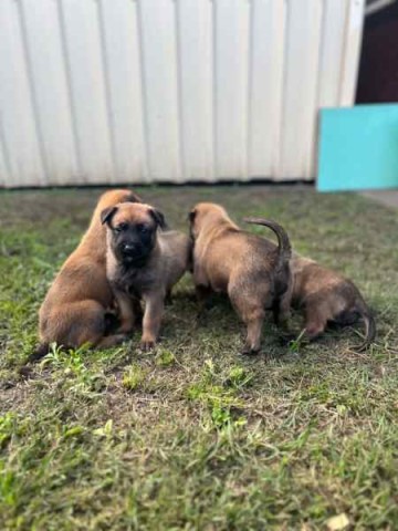 Belgian Malinois pups READY NOW