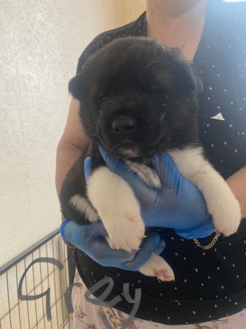 Pedigree Bear Faced American Akita Puppies