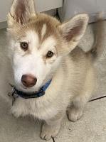 Make Siberian husky Siberian Husky for sale/adoption