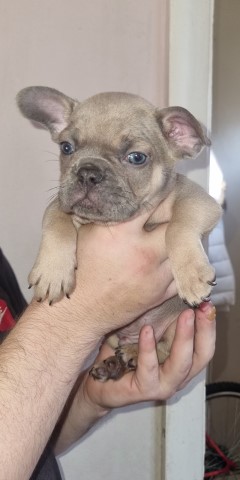 5 french bulldogs
