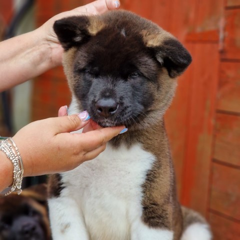 Akita puppy for sale + 37374