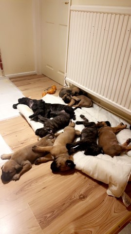 Cane corso x Presa canario pups for sale