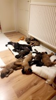 Cane corso x Presa canario pups for sale Cane Corso for sale/adoption