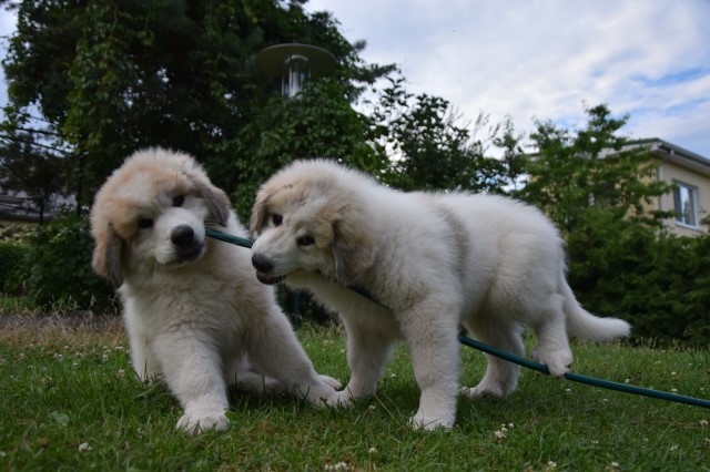 Great Pyrenees puppy for sale + 37197