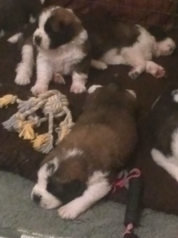 Saint Bernard puppy for sale + 37232