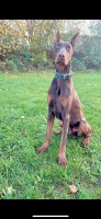 Full pedigree Doberman Doberman Pinscher for sale/adoption