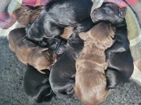 Beautiful cockapoo puppies Cockapoo for sale/adoption