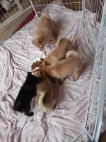 Mixed breed puppies ready to leave! Pomeranian for sale/adoption