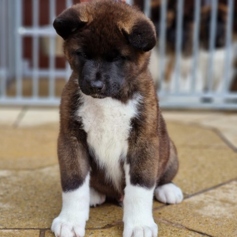 Akita puppy for sale + 37373