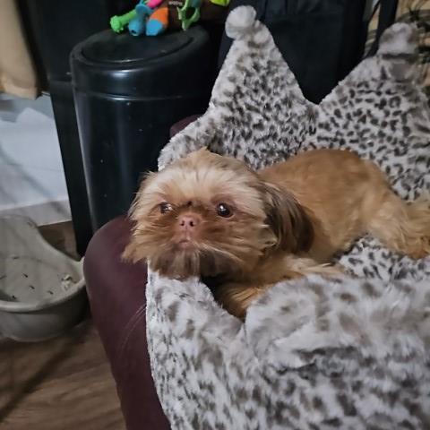 Shih Tzu puppy for sale + 37469