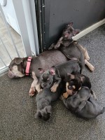 9 week old frencbulldog puppies for sale French Bulldog for sale/adoption