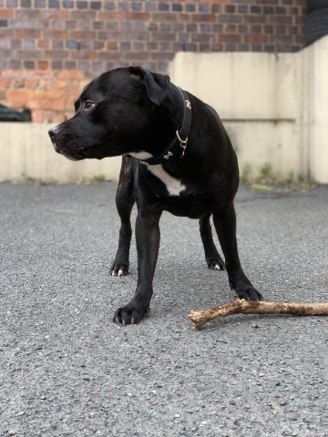 Staffordshire Bull Terrier puppy for sale + 37528