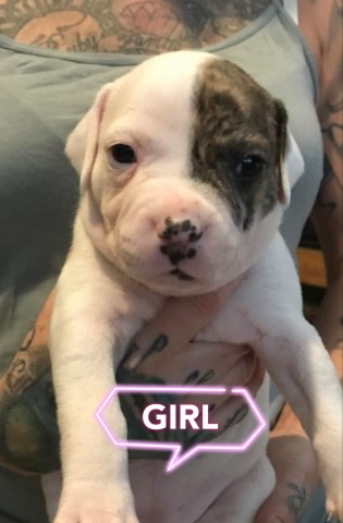American bulldog puppies looking for their forever homes
