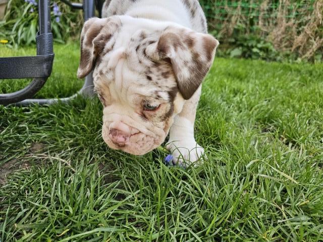 Olde English Bulldogges puppies ready now