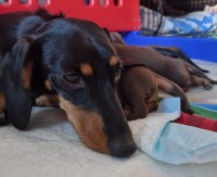 Miniature daschound Dachshund for sale/adoption